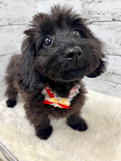 MIX｜ペット検索｜ペット大好き！